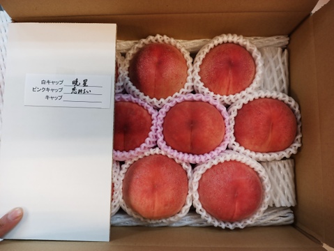 【福島の桃】品種おまかせ　中箱9〜13玉（約３kg）【ギフト・贈答用に】7月20日頃〜8月15日頃まで販売