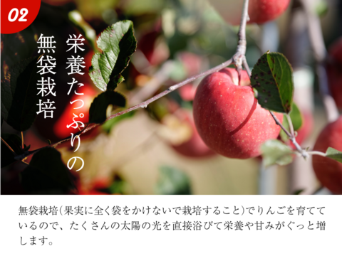 【12月9日から🍎】ピンクレディ®︎  5キロ箱 16玉〜33玉サイズ  長野県 信州 安曇野 リンゴ 幻 幻のリンゴ 予約 希少 ID64029 ピンクレディー