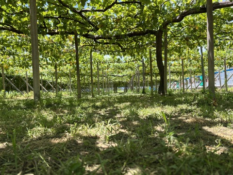 【夏ギフト】【盆前８月上～中旬頃から発送致します！（ご予約品）】名産地「山梨県笛吹市産シャインマスカット」お中元やお盆の御遣いに！ご家庭用にもおすすめ/５００ｇ×３房 １．５ｋｇ