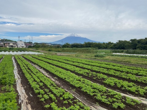農薬・化学肥料不使用！人参臭さが少ないイエロースティック人参３kg！！