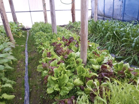 〈冬季限定！〉【京都美山】葉野菜詰め合わせ【当日採りたて！新鮮】