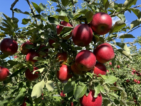 クセになる酸味　お菓子作りに良し、生食でも良し　青森県産　紅玉(こうぎょく)　家庭用　約３キロ　限定再販売