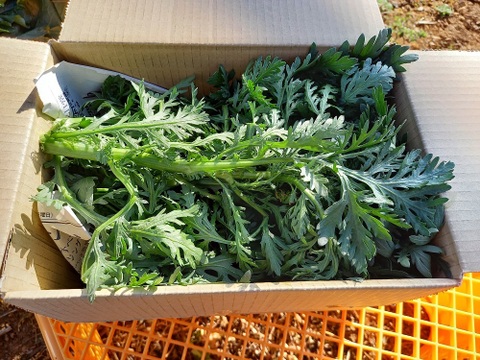 農薬不使用、新鮮!春菊だらけ、収穫した当日に宅急便へ出します。春菊のサイズはバラバラで箱詰!