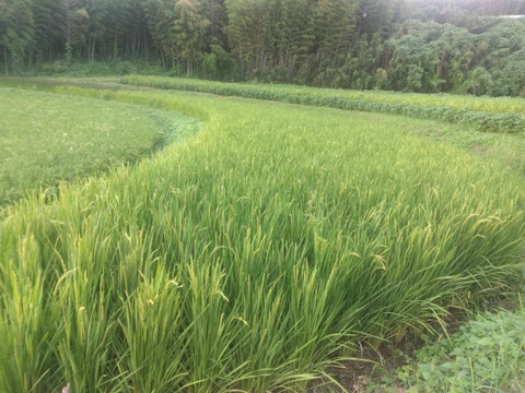 令和7年新米🌾旭1号🌾玄米5kg
自然栽培　熊本県菊池産