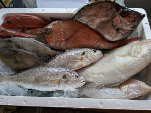 ９月スタート！【最大１ヶ月待ちになります🙇】🐟未利用魚🐟️訳ありを安くお得に！漁師の分け前セット３㎏程度