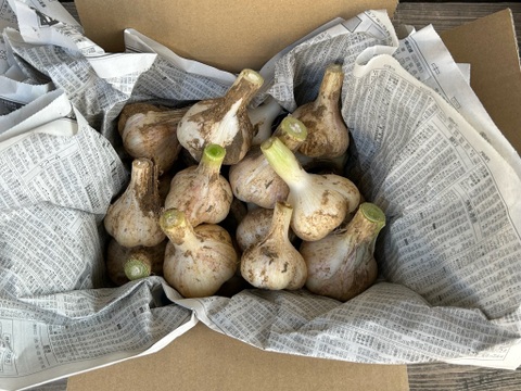 農薬/化学肥料不使用【生ニンニク】福地ホワイト六片・MS混在・1kg