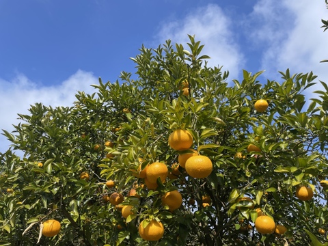 【自然栽培　甘夏みかん】5㎏箱詰-農薬不使用/無肥料/無除草剤-