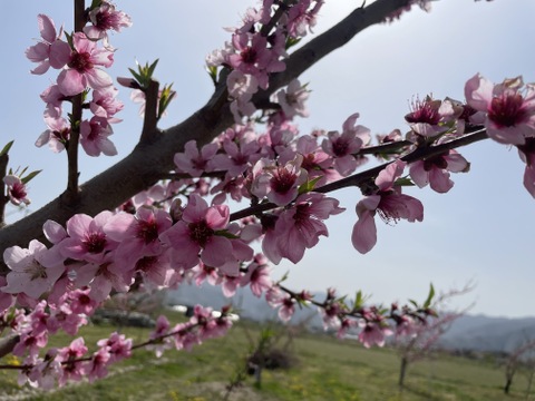 【贈答用】原産地・川中島からお届け「川中島白桃」2㎏（5～8玉）