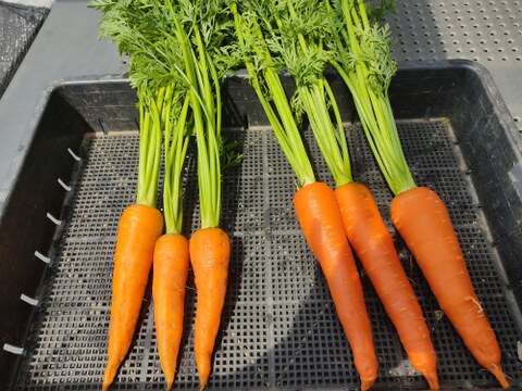 🥕旬を楽しむ！葉付きニンジン2種食べ比べセット✨時なし五寸＆濱美人　計約500g｜【朝どれ】農薬・化成肥料不使用🥕
