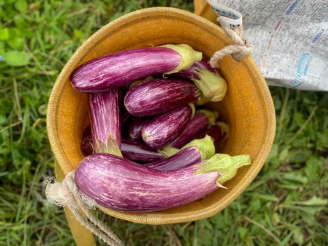 農薬・化学肥料不使用！とろける肉質！ゼブラナス1kg！