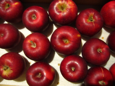 樹上完熟紅玉 総重量 約4kg前後 青森県 南部地方産 自家りんご農園生産直送品！