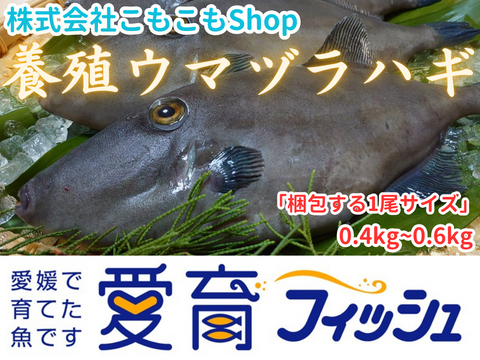 【愛育フィッシュ】朝どれ鮮魚『こもぶち産養殖ウマヅラハギ2尾入り』神経締め付