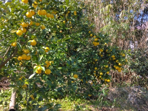 ラストセール　静岡県産　希少柑橘　黄金柑　約3.0㎏