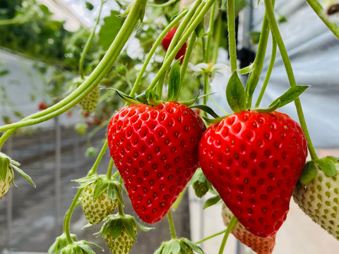 【ギフト】宮城県産いちご食べ比べセット！品種ベリーポップすずorよつぼし＋天使のいちご（品種エンジェルエイト）！ピカピカ輝く甘酸っぱい完熟いちご！(250ｇ2パック入り)