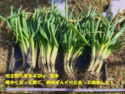 【農薬・化学肥料不使用】坊主知らずネギ　2kg　岐阜県産　農家の台所から～希少ネギ★ﾈｰｷﾞﾈｷﾞY(^o^)Y葱Y(^o^)Yﾈｷﾞﾈ-ｷﾞ★