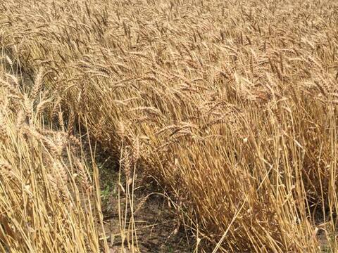 【2021年産】【特別栽培認証小麦使用】小麦ふすま粉 農林61号(ふすま4kg)