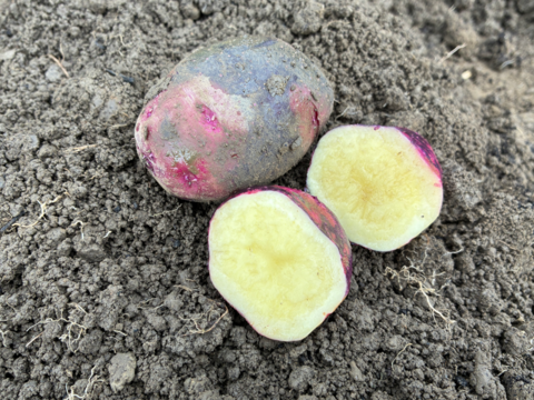 【20個限定お試しセット】ジャガイモ3種+タマネギ『じゃが玉セット』(合計2kg)