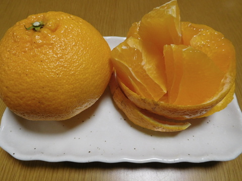 【柑橘食べ比べ】規格外『伊豆産』不知火・はるか・はるひ　”うれしい３種セット！”   正味 4.0㎏