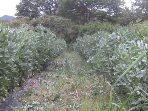 瀬戸内よりお届け！愛媛県産そらまめ（さぬき長そらまめ）2㎏【約80