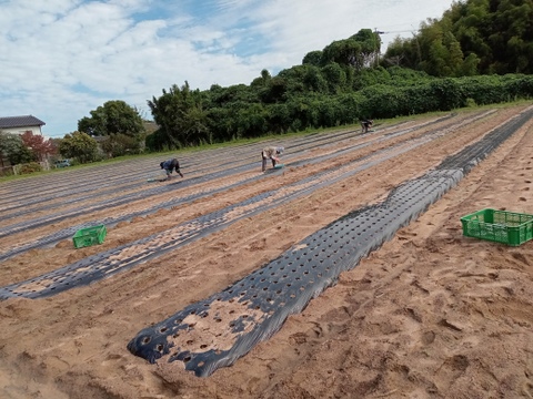 甘くて美味しい黒にんにく120ｇ×4パック