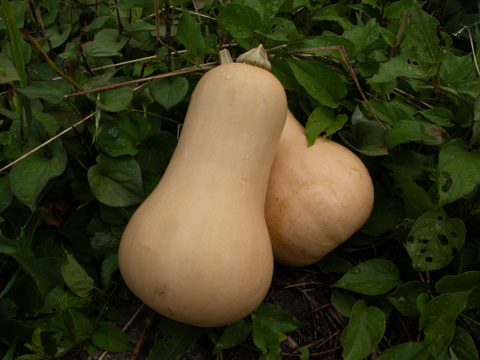 可愛い見た目とたくましさ｜島原育ちの濃厚バターナッツかぼちゃ｜繊維少なめでスープ・ポタージュに最適｜3個 約2kg