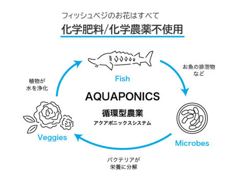 FISH VEGGIES／お魚が育てたお野菜　エディブルローズ【中輪】5輪