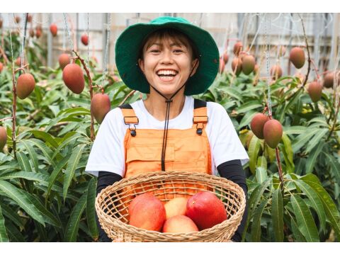 【夏ギフト】ぷすぷすマンゴー2キロ（4～5玉）