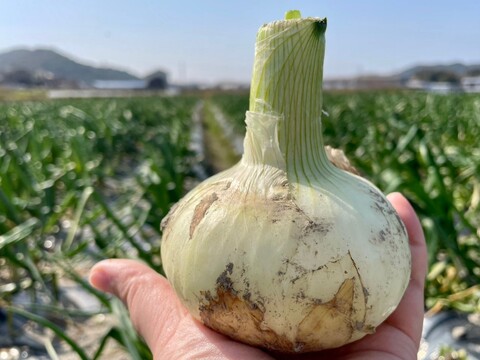 甘くて新鮮！淡路島新玉ねぎ「いくたま」(5㎏箱)