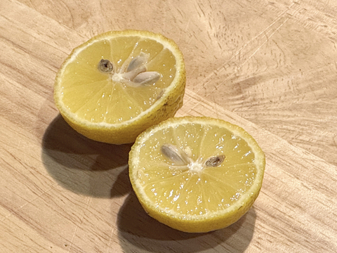 【晴れの国・岡山産】休眠貯蔵で果汁たっぷり！芳醇で柔らかい香り～農薬・化成肥料・防カビ剤不使用の自然栽培小柚子～【２月２０日以降は保冷便指定・無選別２Kg】