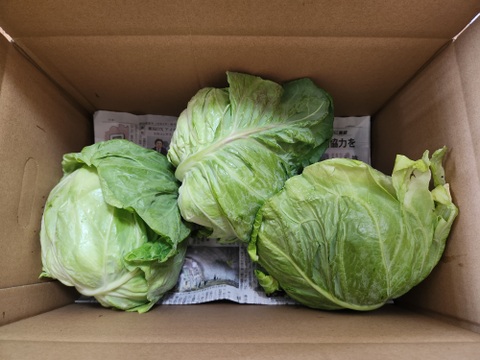 柔らか～い！【春ひかり7号】春キャベツ 3個セット