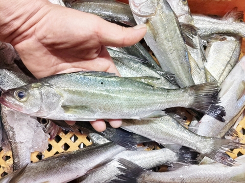 セッパ（スズキの幼魚）🐡生出荷 ４ｋｇ（約22匹 ）鮮魚セット 長さ平均約26cm🌟重さ平均約180g 焼き魚に水揚げ当日に出荷 BBQで牡蠣🦪と一緒に焼き魚 生食も可能刺身も出来ます