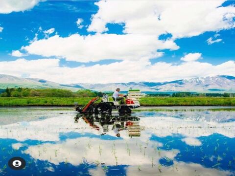 🌾お米ソムリエが作る🎯令和7年新潟県五泉市四ヶ村産ゆきん子舞5kg白米✨️