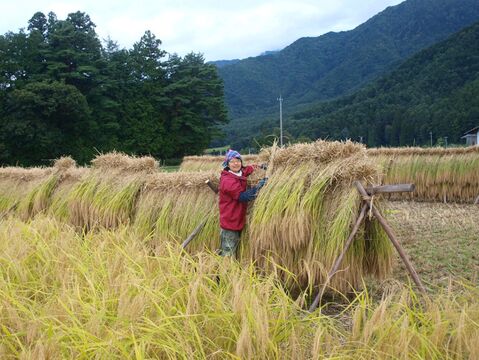 グルテンフリー　「お米さんのめん（玄米麵）」自然栽培米使用　米粉麺  10個セット