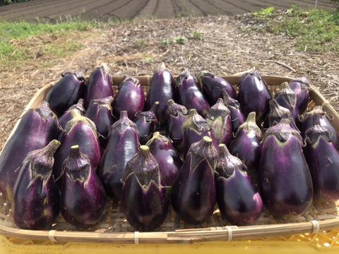 農薬・化学肥料不使用 水なす (泉州絹川水茄子)(3kg)(500g×6袋)瑞々しく生で食べられます！