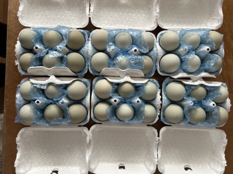 NHKで紹介！【36個】オメガ３が普通の卵の４倍！24時間放牧養鶏卵、(6個×6パック)アローカナの産む幸せの青い卵、下田ブルー！！