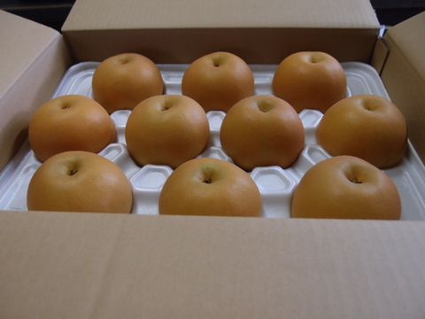 【鳥取県産】あきづき　梨　約5kg