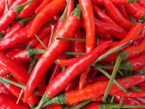 【龍神様用】生唐辛子：プリッキーヌ（赤）200g