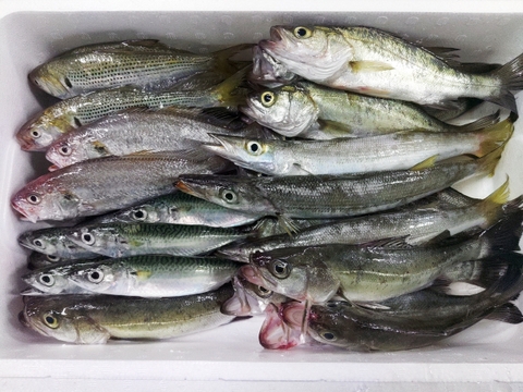 【新商品 レビュー溜まるまで30％OFF中】鮮魚セット ４ｋｇ入 魚介セット 小魚 未利用魚 低利用魚 定置網 刺身 刺し身焼き魚 煮魚 お魚詰め合わせ セッパ カマス コノシロ イシモチ等 丸ごと