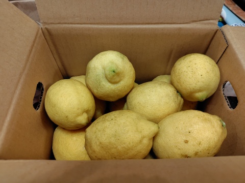 【広島県産】瀬戸田しまなみレモンC品(2kg) 栽培期間中農薬不使用