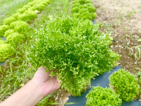 朝採りパリパリ食感！ハンサムグリーンレタス（大玉4玉）[化学農薬・化学肥料不使用]