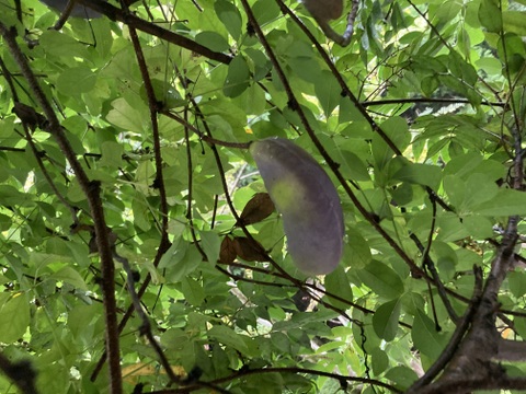 天然あけび　果実　１キロ　冷凍　京都産