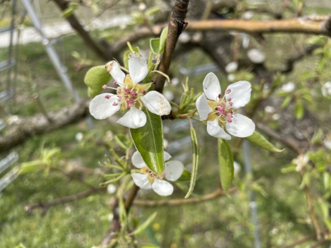 【冬ギフト】 ★甘くとろける～特秀ラフランス～（９～１２玉入り）約３キロ