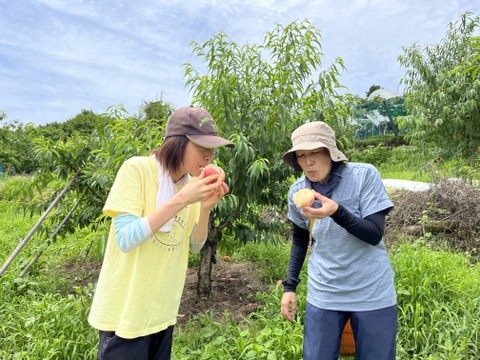 【ご自宅用】なつっこ🍑3kg