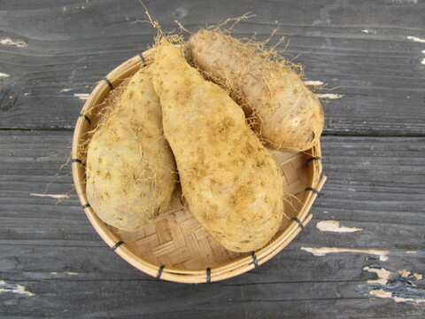 【今が旬、期間限定！】琉球自然薯！畑のうなぎ　クーガ芋　2㎏