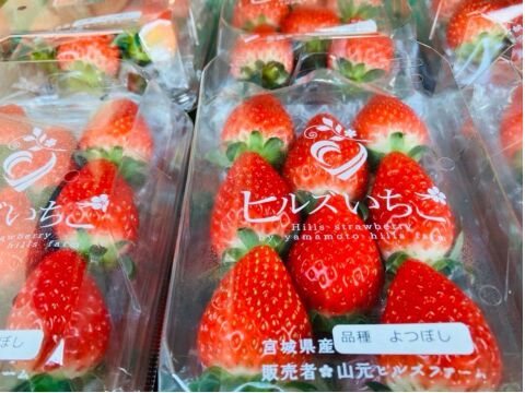 【ギフト】宮城県産よつぼし！ベリーホップすず！ピカピカ輝く甘酸っぱい完熟いちご！(250ｇ2パック入り)