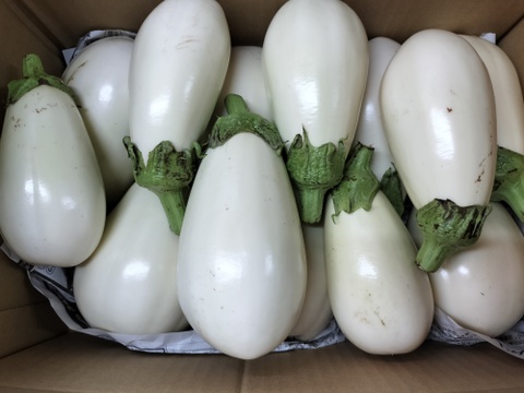 白トロなす4ｋｇ★クリーミーで濃厚ななす　白なす