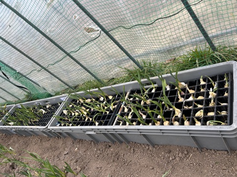 栄養満点！発芽にんにく30本【岐阜県郡上市産】