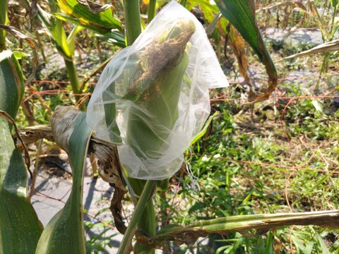 北海道朝採りスイートコーン。 農薬化学肥料不使用栽培 。生でも食べられます！(総重量3.5キロ以上、本数調整１０本前後)  
白品種、黄色品種。
品種は発送日によりお任せ。一品種のみになる時期もあり。