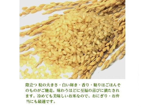 定番のはえぬき5kgx2袋  1等米 A米 無洗米 令和6年山形産