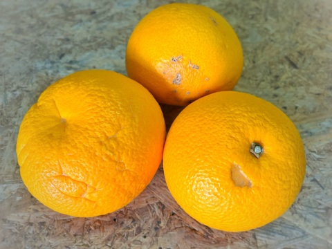 【訳あり2割引-中身で勝負】毎日食べて！安心のオーガニックはっさく Mサイズ24玉 和歌山県産有機栽培八朔 5kg超